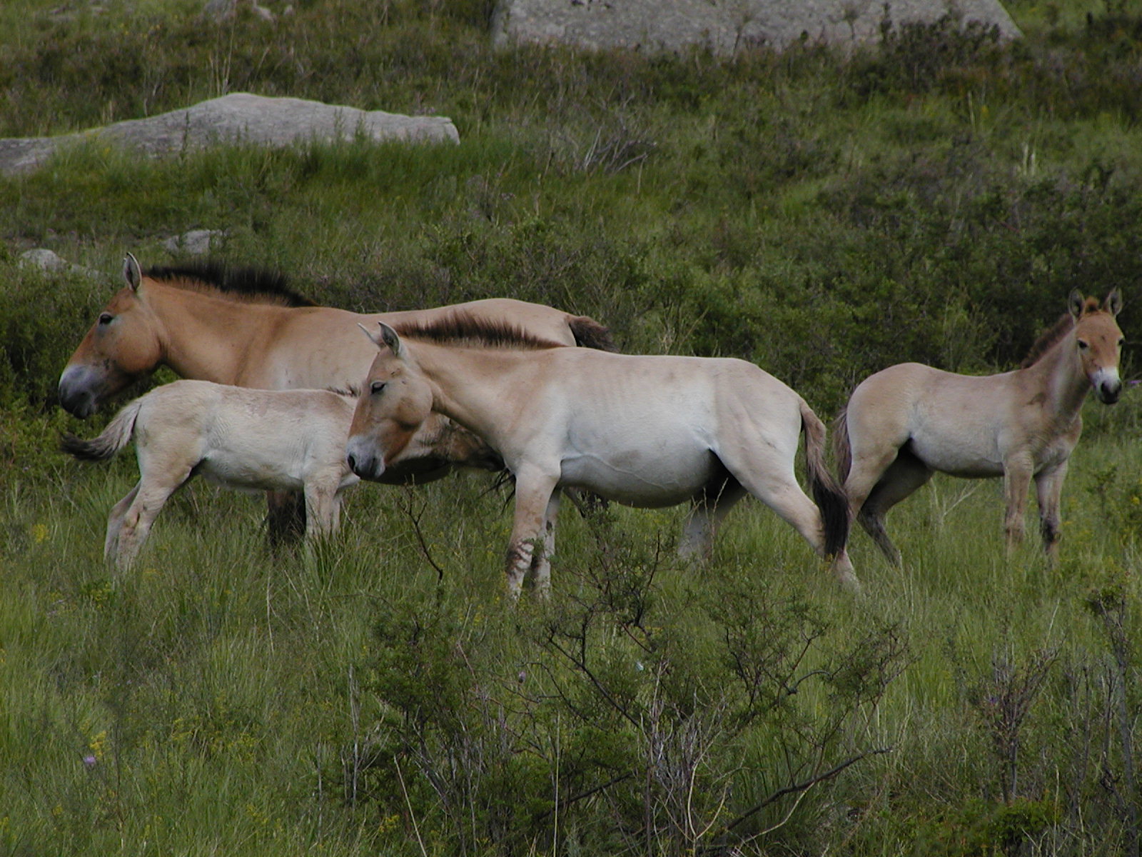 Wild Takhi horses in Mongolia